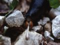 Limax&nbsp;cinereoniger